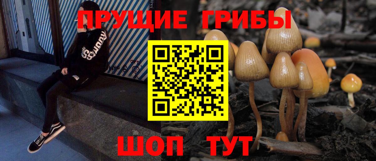 Галлюциногенные грибы прущие грибы  Галлюциногенные грибы GOLDEN TEACHER  Тверь  Вход с VPN 